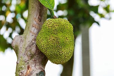 《DOTA2》TI13中国区预选赛 Team Zero携手iG出线